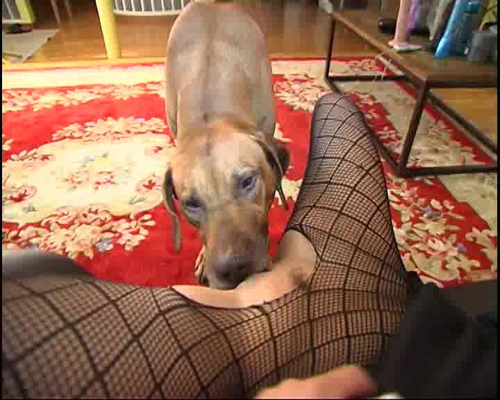 Dog Sex » Mad girl gets a cup of cum as gift after fucking with dog